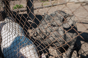 Image showing Pig at pig farm