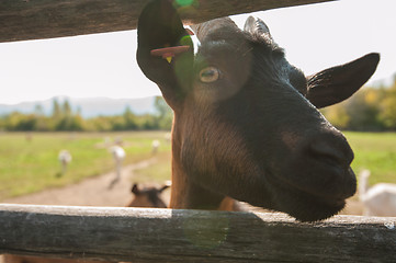 Image showing goat portrait closeup