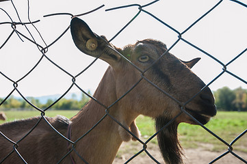 Image showing goat portrait closeup