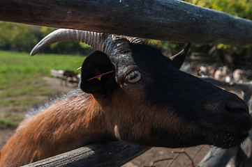 Image showing goat portrait closeup