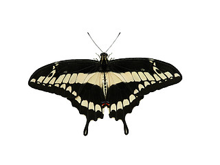 Image showing Black and Yellow Butterfly