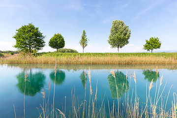 Image showing Green tree in the field by river.