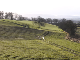 Image showing Lonely tree