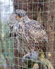 Image showing Portrait of a large eurasian eagle-owl