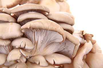 Image showing oyster mushroom background