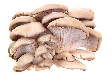 Image showing oyster mushroom isolated 