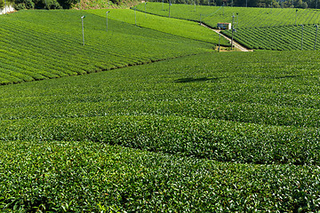 Image showing Fresh Green Tea field