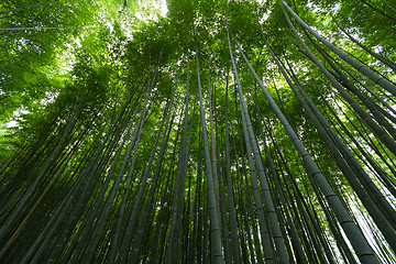 Image showing Bamboo forest at Arashiyama