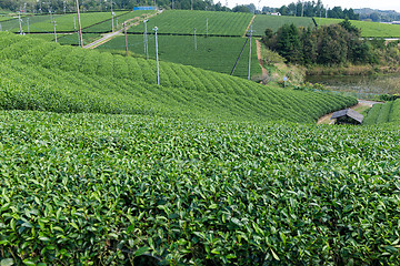 Image showing Fresh Green Tea plantation highland