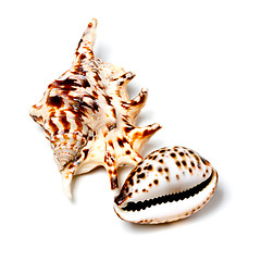 Image showing Two exotic seashells on white