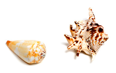 Image showing Two exotic seashells on white