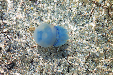 Image showing Jellyfish in sea