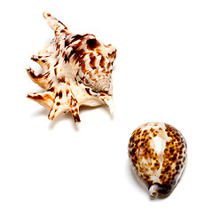 Image showing Two exotic seashells on white