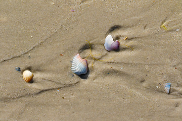 Image showing Wet sand beach with broken seashells at sun summer day