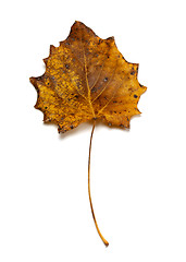 Image showing Autumn dried quaking aspen leaf