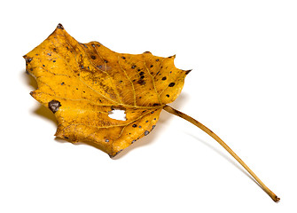 Image showing Autumn dry quaking aspen leaf with hole