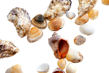 Image showing Various of seashells