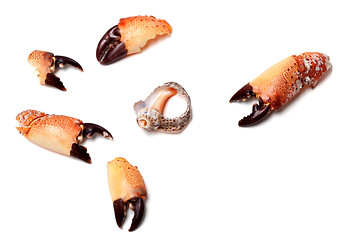 Image showing Cooked pincers from crab and empty broken rapana shell