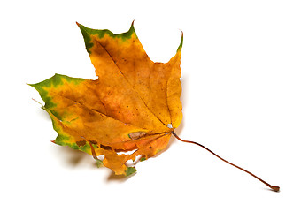 Image showing Autumn dried maple leaf with holes