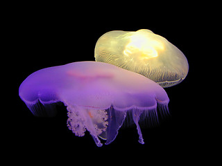 Image showing Illuminating Jellies