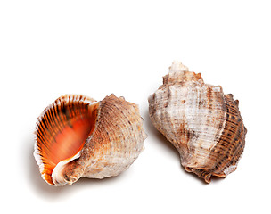 Image showing Two shells from rapana venosa