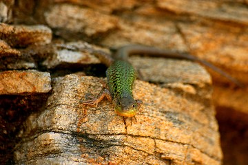 Image showing Green Lizzard