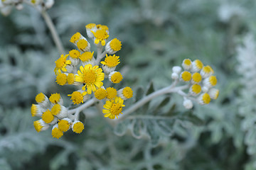 Image showing Silver ragwort