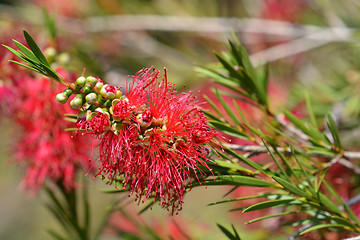 Image showing Scarlet bottlebrush