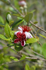 Image showing Feijoa flowers