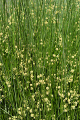 Image showing Bulrush flowers