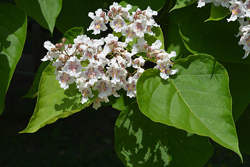 Image showing Southern catalpa