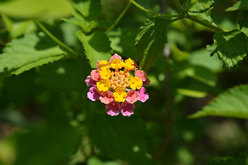 Image showing Shrub verbena flower