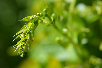 Image showing Black bryony