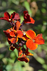 Image showing Wallflower flowers