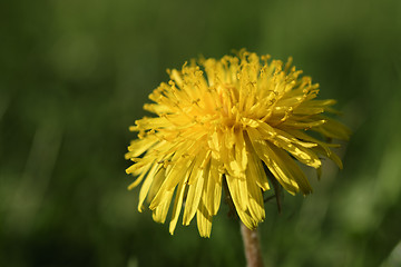 Image showing Dandelions on a green meadow