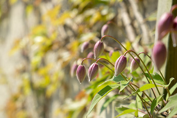 Image showing Flowers on Fraueninsel in Chiemsee