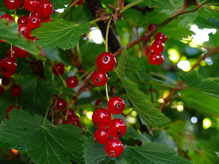 Image showing currant