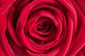 Image showing Detail red rose