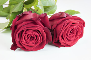 Image showing Two roses on white