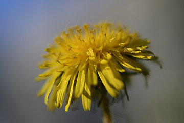 Image showing Dandelions on a green meadow