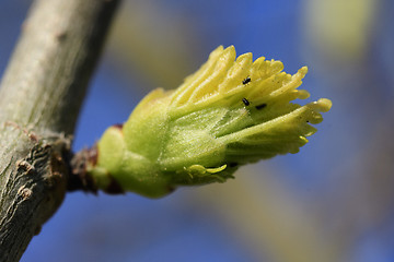 Image showing Leaves sprout on a tree
