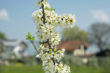 Image showing Flowers Fraueninsel Chiemsee