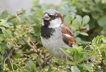 Image showing House Sparrow.