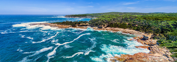 Image showing Panoramic Views of Wasp Head