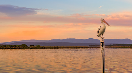 Image showing Pelican roosting at Mallacoota 