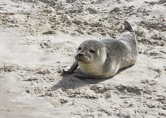 Image showing Seal in the sand.