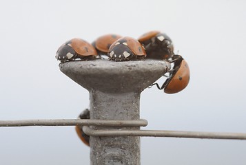 Image showing laydybird on a nail