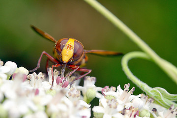 Image showing Big eyed fly macro