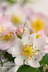 Image showing Pink wild rose (Rosa canina) 