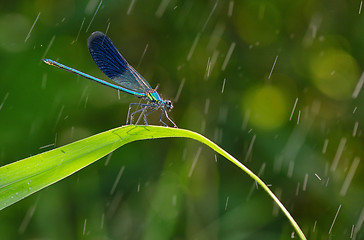 Image showing dragonfly in forest (coleopteres splendens)